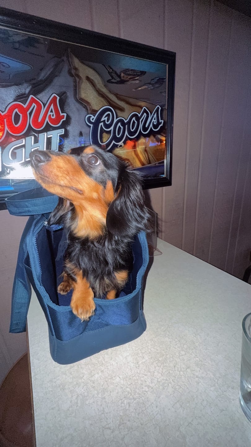 Customer photo review of Navy Blue Pet Tote Bag