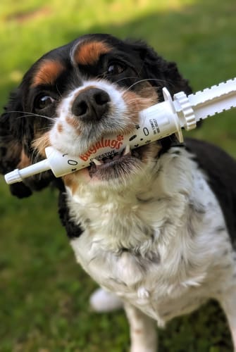 Customer photo review of Bugalugs Pre & Probiotic Digestive Paste for Dogs & Cats (30ml)