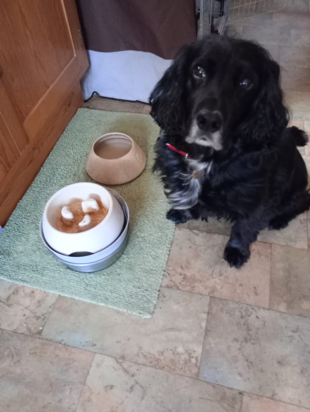 Customer photo review of British Poultry Dry Food Senior/Lite