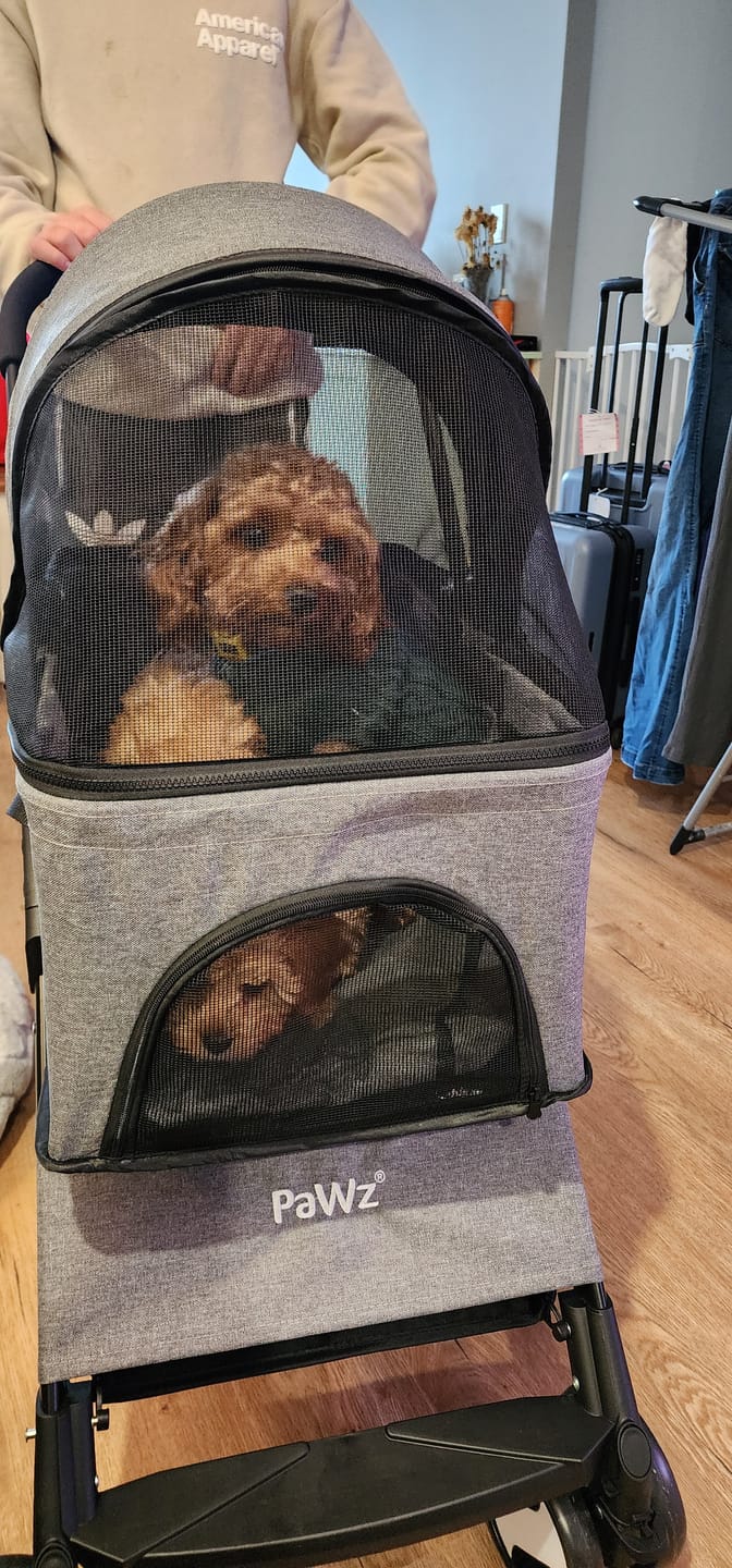 Customer photo review of PaWz Large Dog Stroller Cruiser