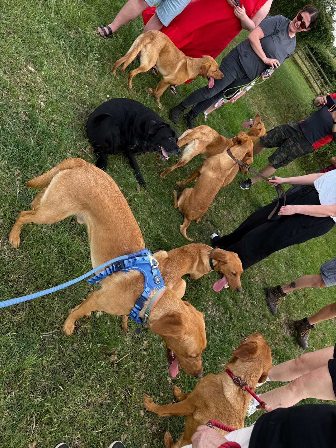 Customer photo review of Tough Trails™ Harness - Walkies Ready® Cornflower Blue