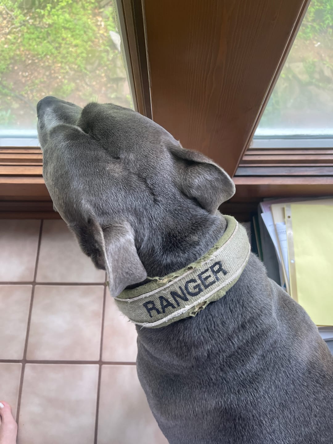 Customer photo review of 4cm Combat Billowthane® Collar | Waterproof - Khaki
