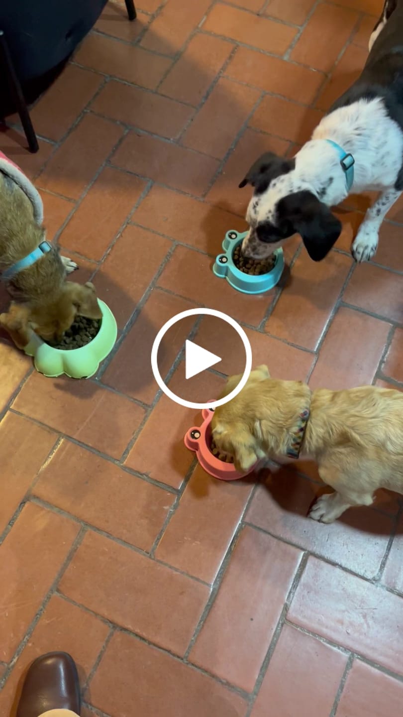 Customer video review of Snack Perro Proteína Insectos 120g