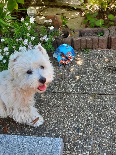 Customer photo review of Lucky Belly