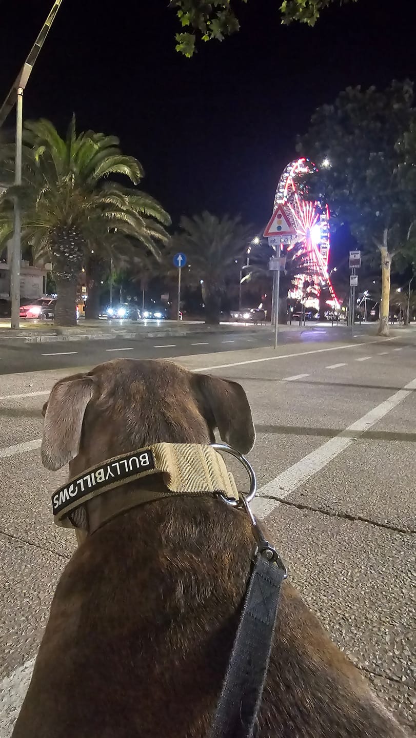 Customer photo review of 5cm Combat® Collar | With Handle & Secure Clip - Tan