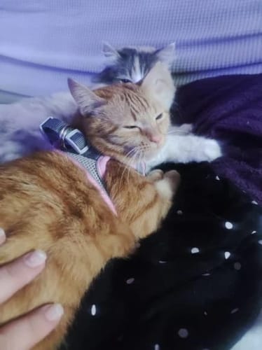 Customer photo review of Explorer Harness | Less boredom. More discovery. A better life for your indoor cat.