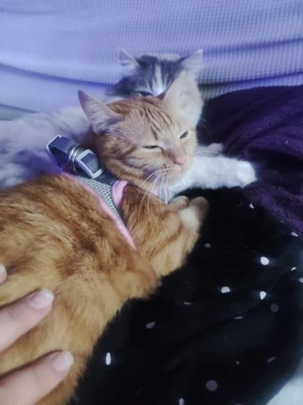 Customer photo review of Explorer Harness | Less boredom. More discovery. A better life for your indoor cat.