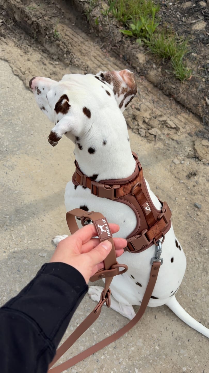 Customer photo review of Solace Adjustable Dog Harness