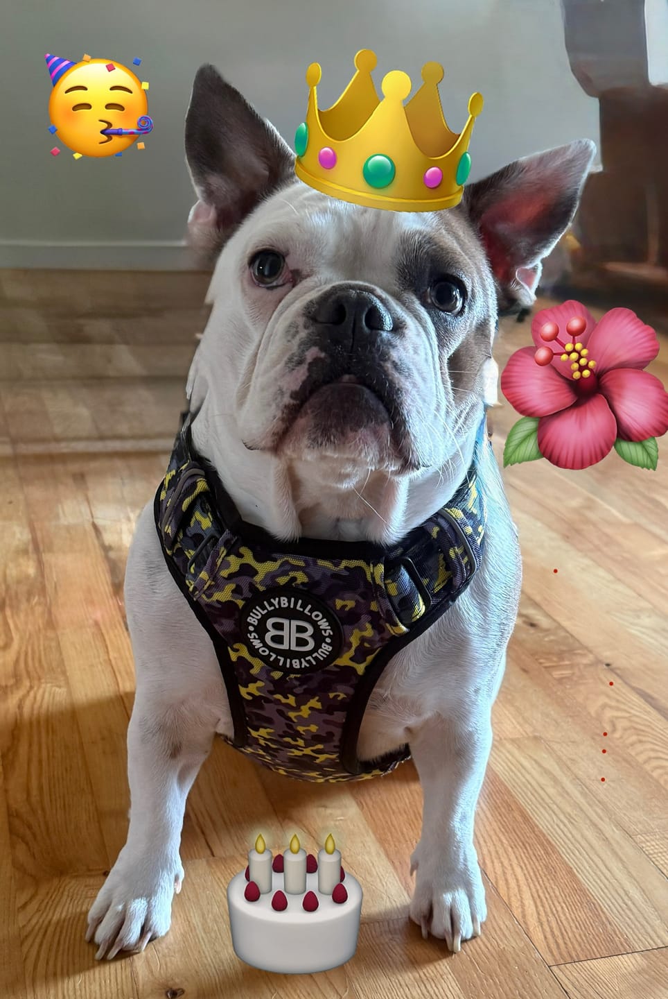 Customer photo review of Comfort Premium Harness | Non Restrictive - Lightning