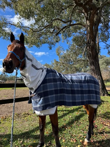 Customer photo review of Amigo Summer Sheet Plus