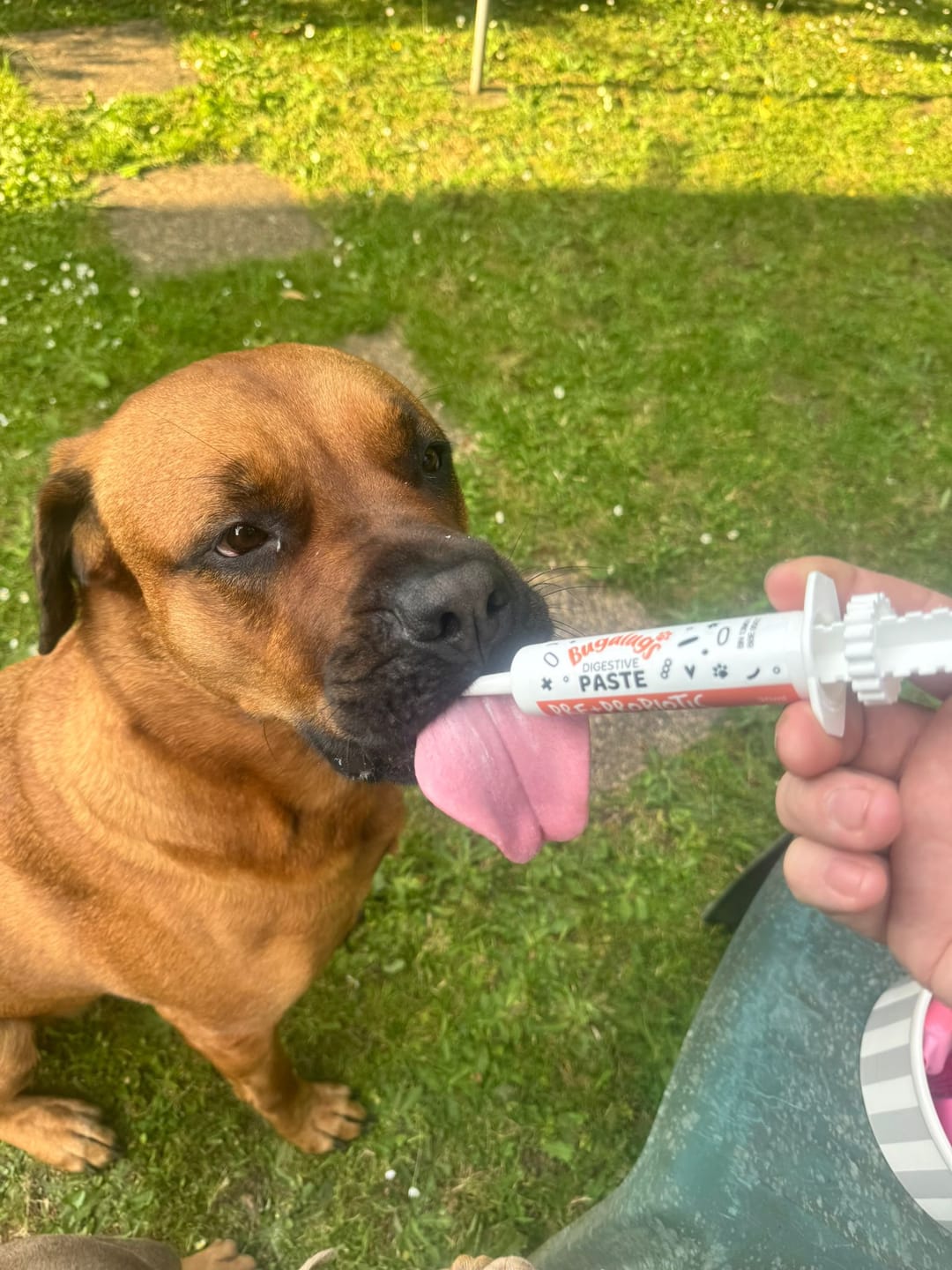 Customer photo review of Bugalugs Pre & Probiotic Digestive Paste for Dogs & Cats (30ml)