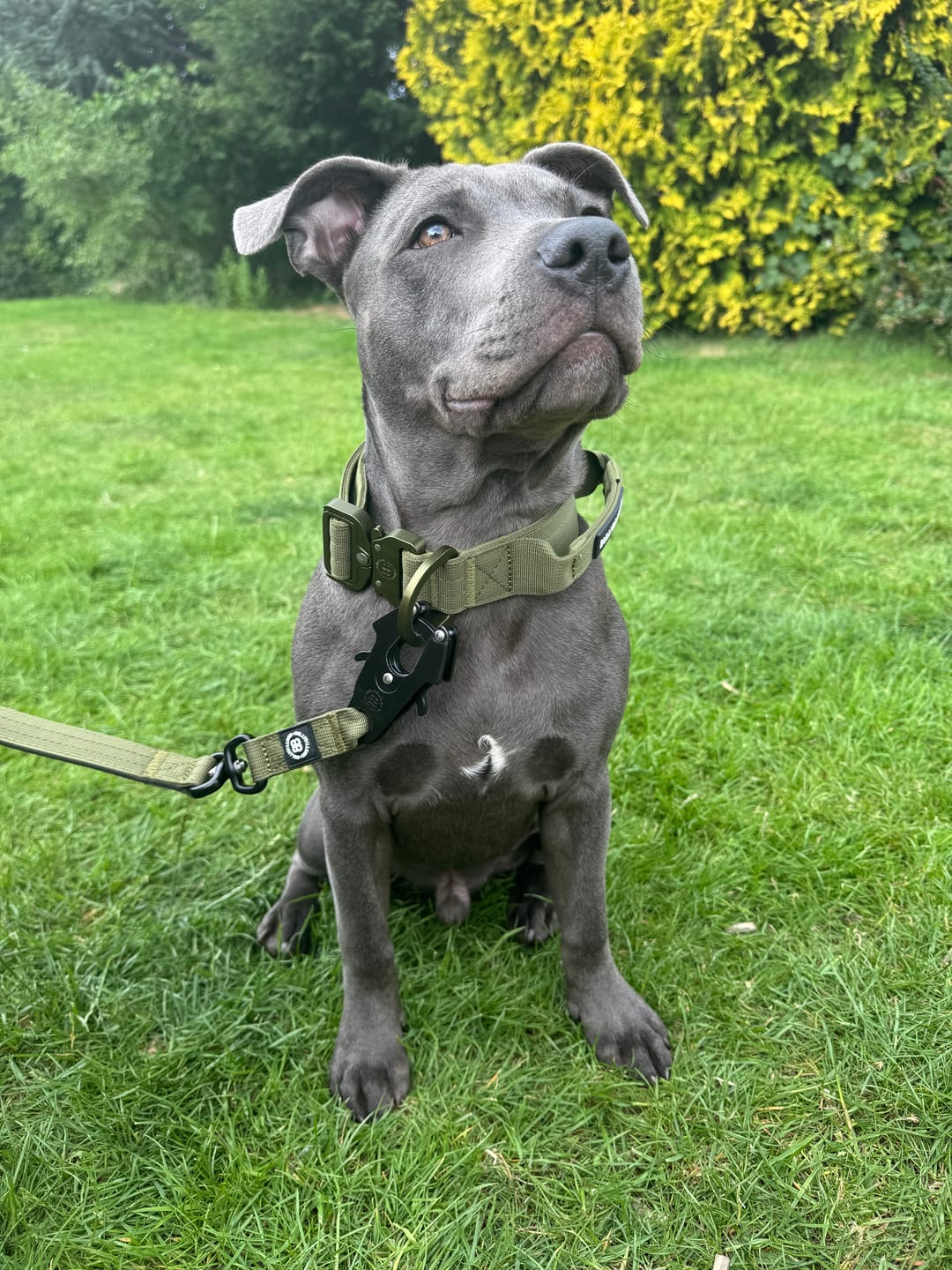 Customer photo review of 4cm LIGHTER Combat® Collar | Handle Rated Clip - Khaki x Khaki
