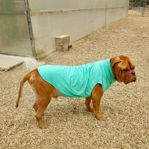 Customer photo review of Sunblock T-Shirt 3 Pack
