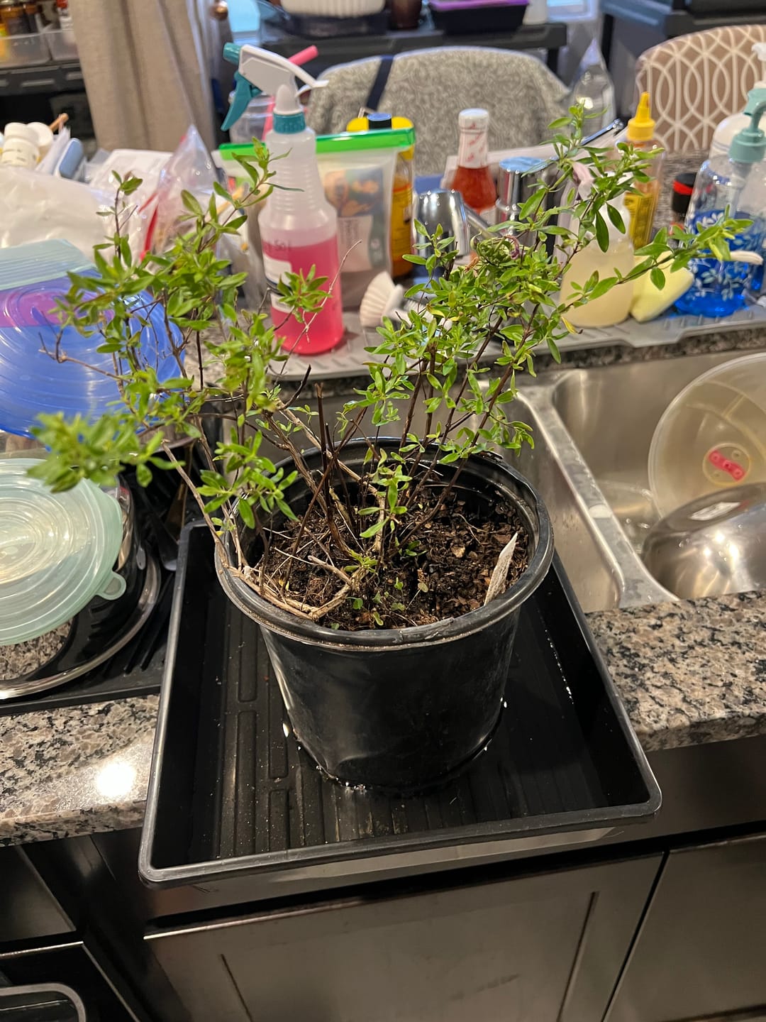 Customer photo review of Mexican Oregano