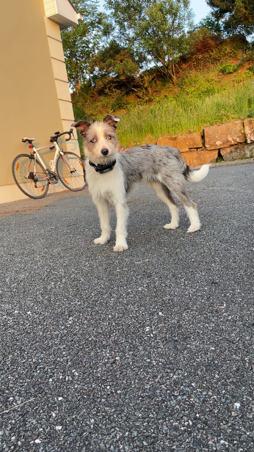 Customer photo review of GPS Dog Fence F8 | for Small, Medium and Large dogs