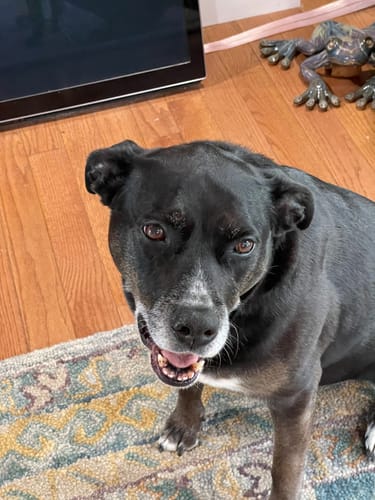 Customer photo review of Skin & Coat