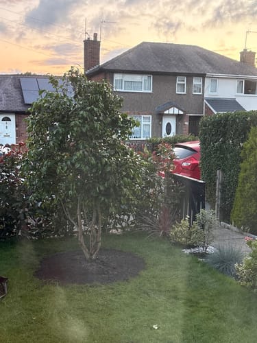 Customer photo review of Camellia japonica 'Snowball' multistem