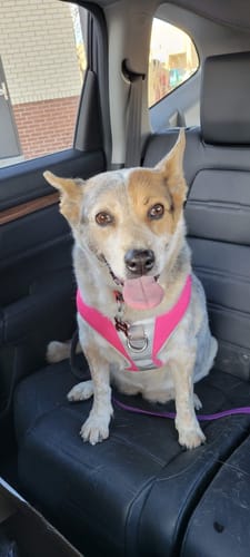 Customer photo review of Flowerpup Custom Pet Portrait (Humans too!)