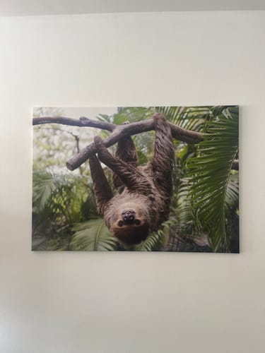 Customer photo review of Leinwandbild | Faultier streckt Zunge raus | Querformat