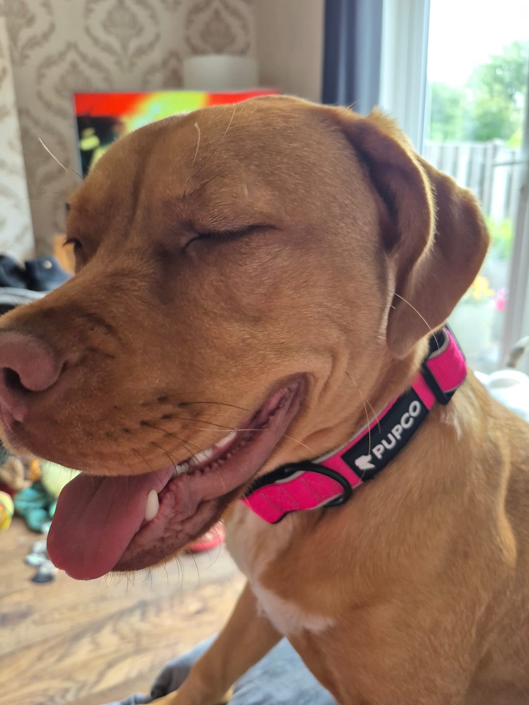 Customer photo review of Reflective tactical collar - Rose pink