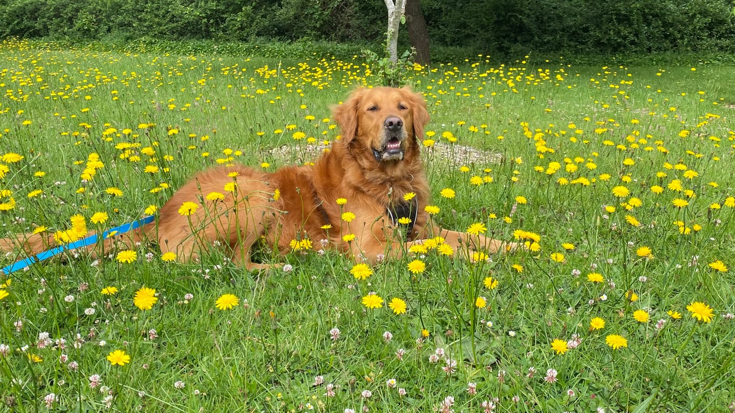 Customer photo review of Green Lipped Mussel Powder For Dogs