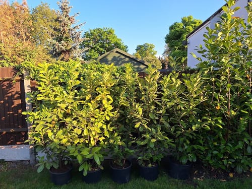 Customer photo review of Prunus laurocerasus 'Rotundifolia' (English Cherry Laurel) - container Hedging