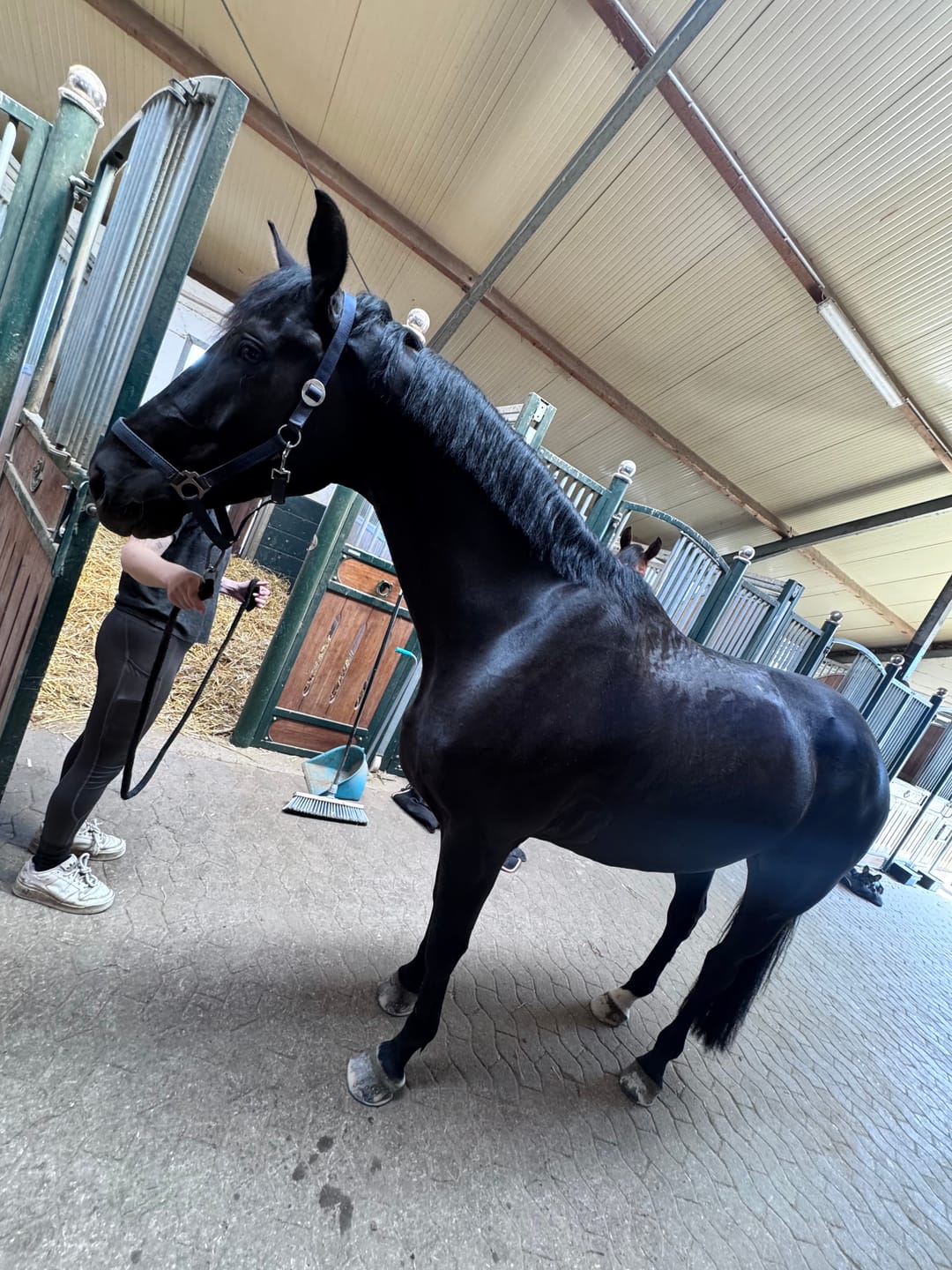 Customer photo review of MUSTAX Muskel+