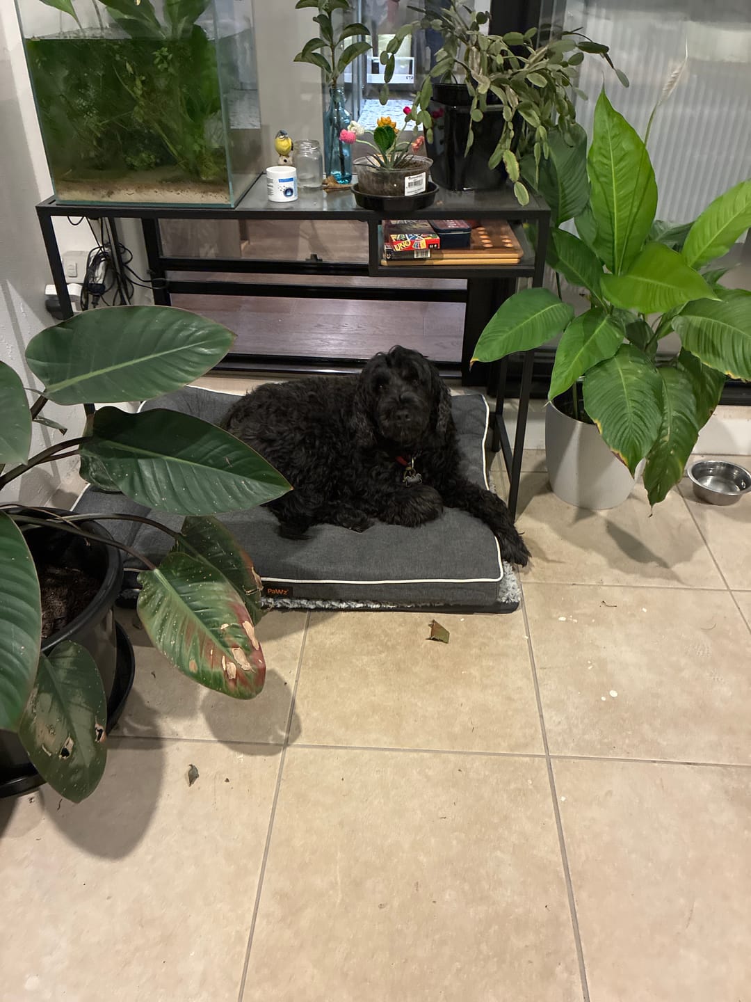Customer photo review of Pawz Orthopedic Pet Bed Memory Foam With Cooling Gel