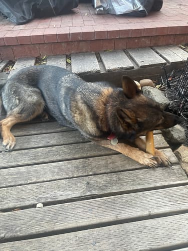 Customer photo review of Super Bull Sticks