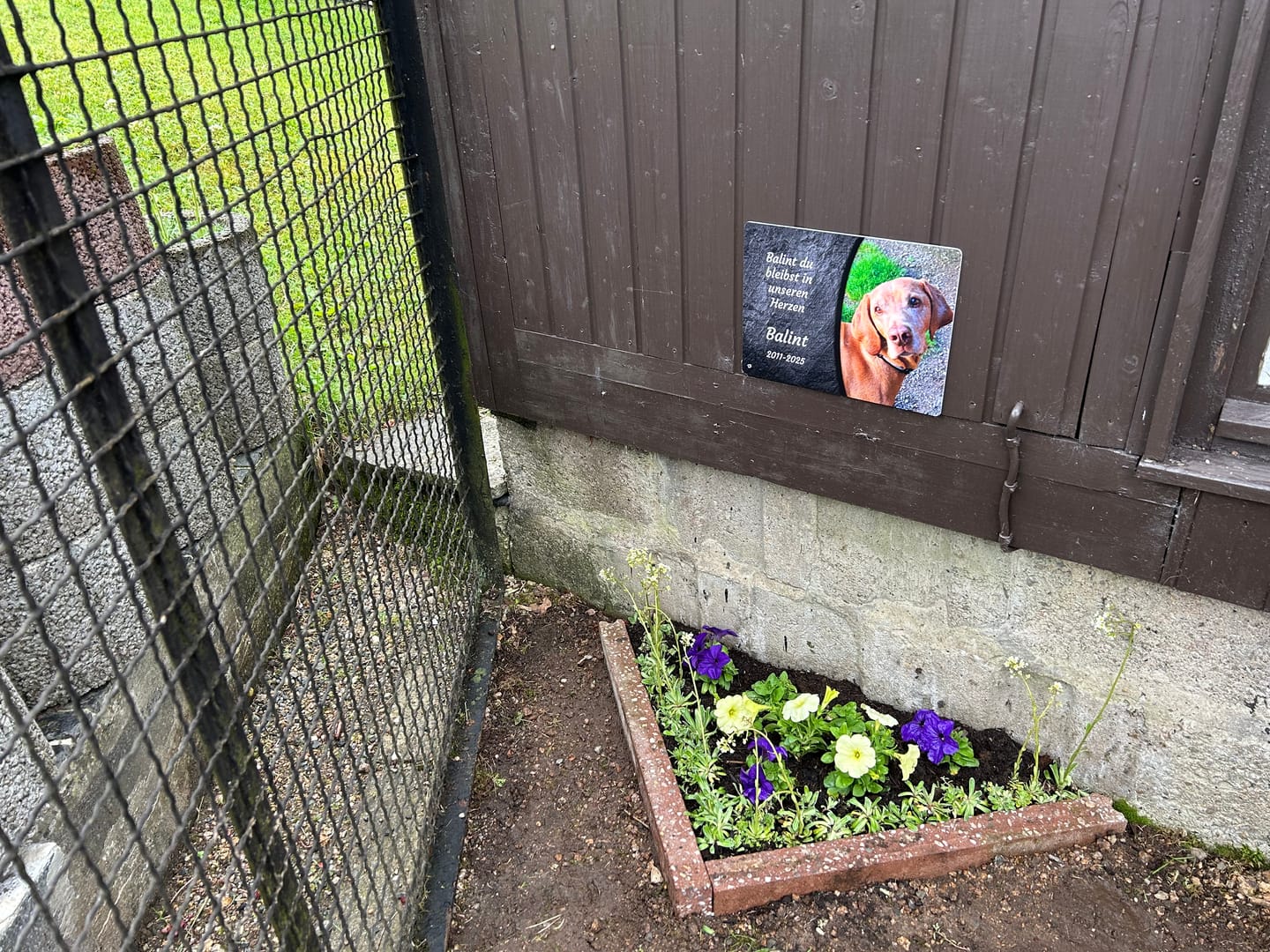 Customer photo review of Hunde Gedenktafel mit Foto & Spruch (UV- & Wetterfest)