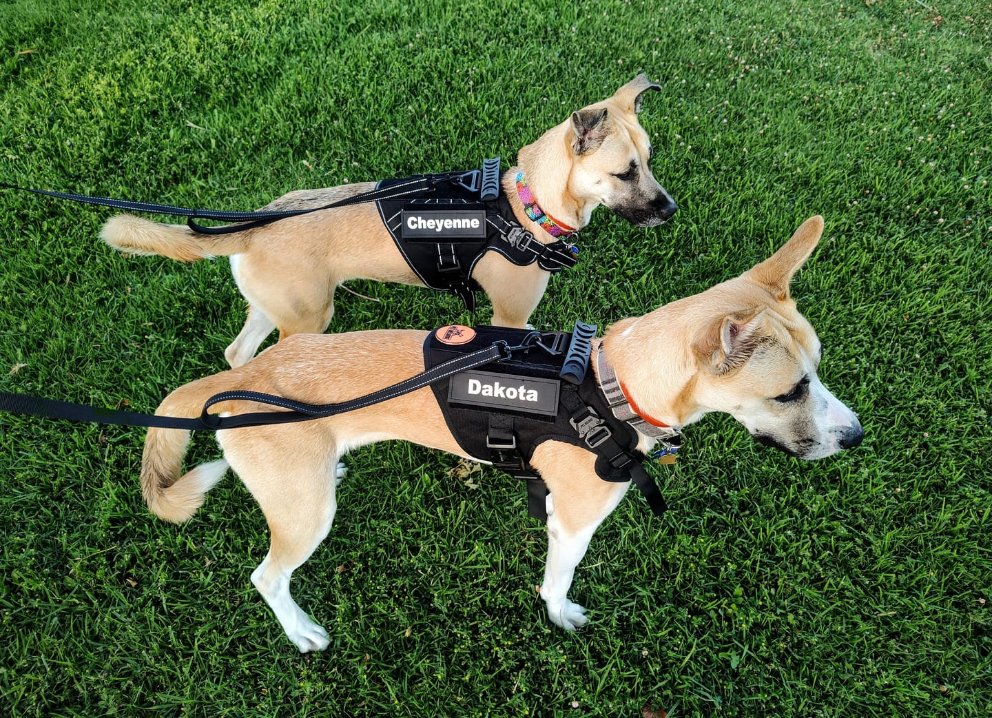 Customer photo review of Tactical No Pull Dog Harness