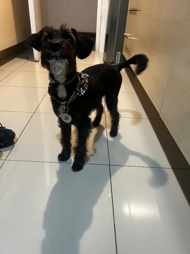 Customer photo review of Placa Super Dog