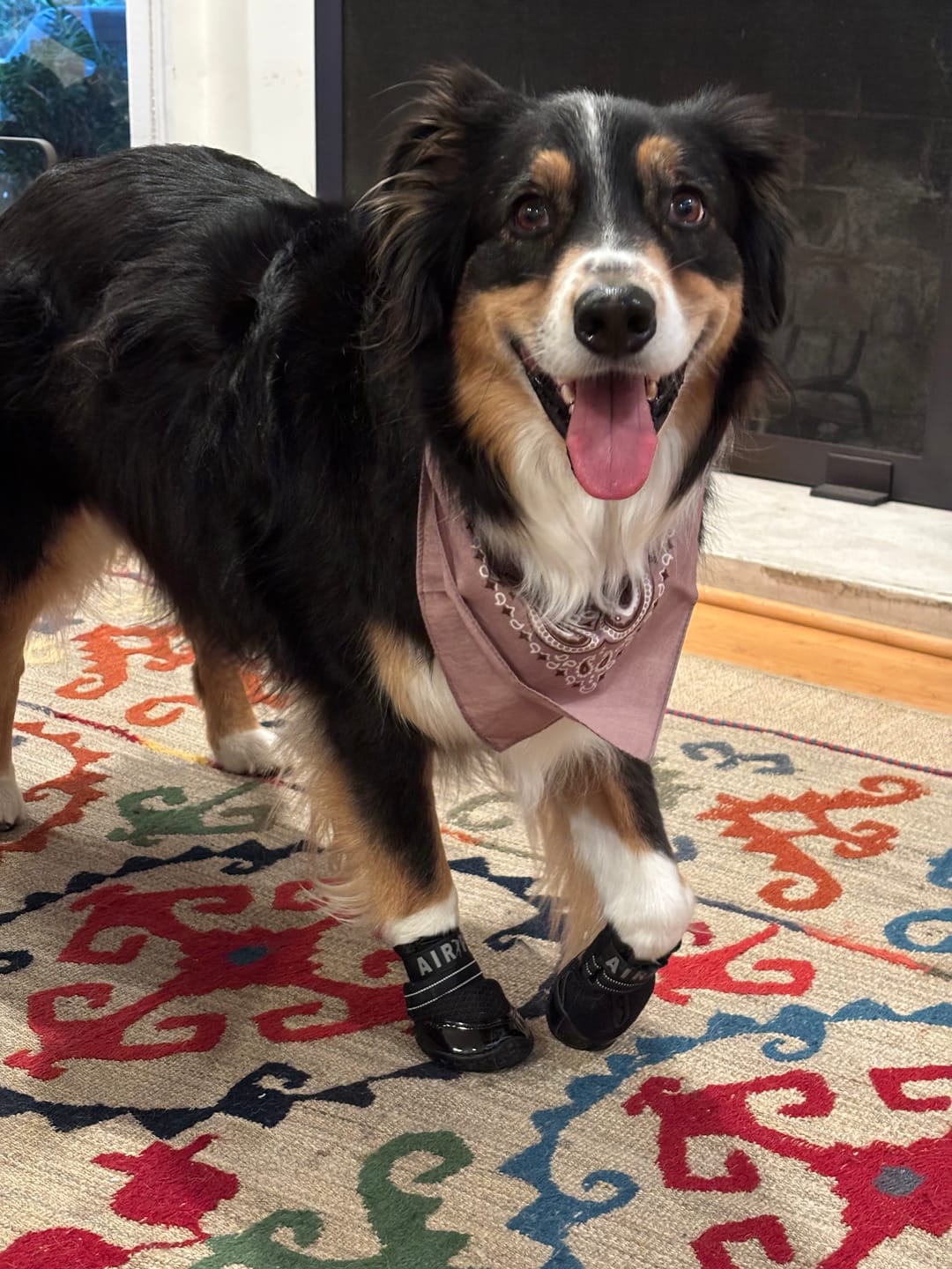 Customer photo review of AIR PUP SOCKS / BOOT LINERS