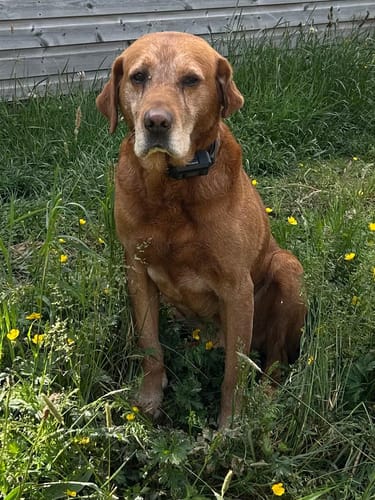 Customer photo review of Houndware Wireless GPS Dog Fence