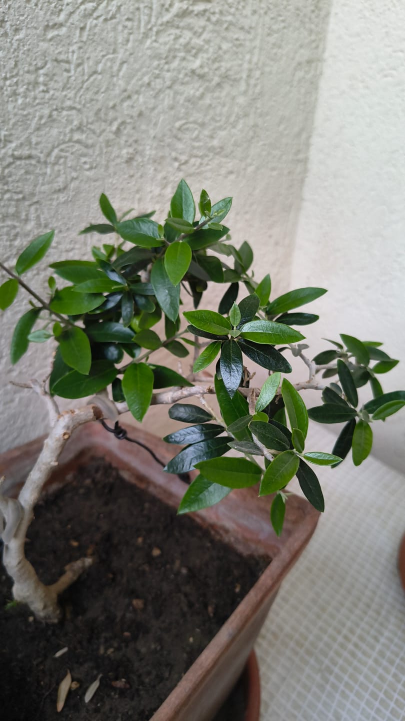 Customer photo review of BIO DOPED ULTRA CB® (Aumento Metabolico)