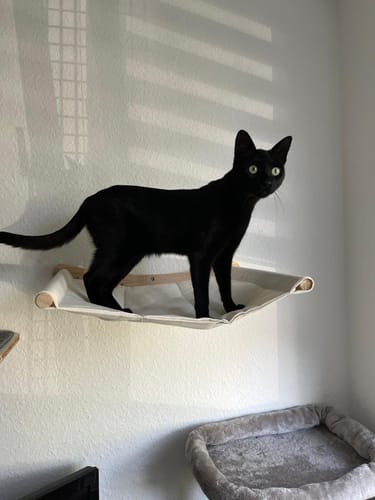 Customer photo review of Naturreines Katzenstreu