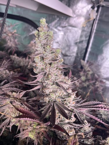 Customer photo review of Dune™  Stabilized Monosilicic acid