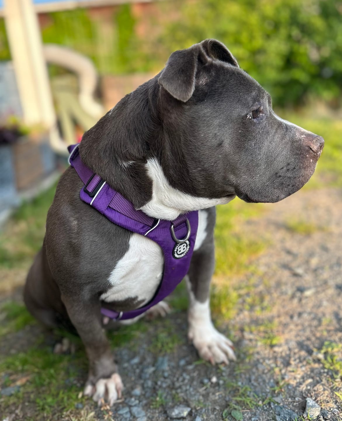 Customer photo review of Air Harness | Anti-Pull & With Handle - Purple