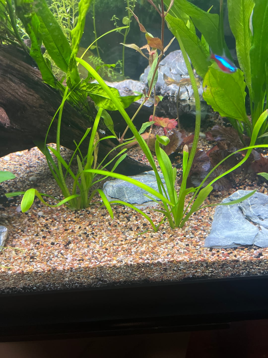 Customer photo review of Dwarf Sag (Sagittaria Subulata)