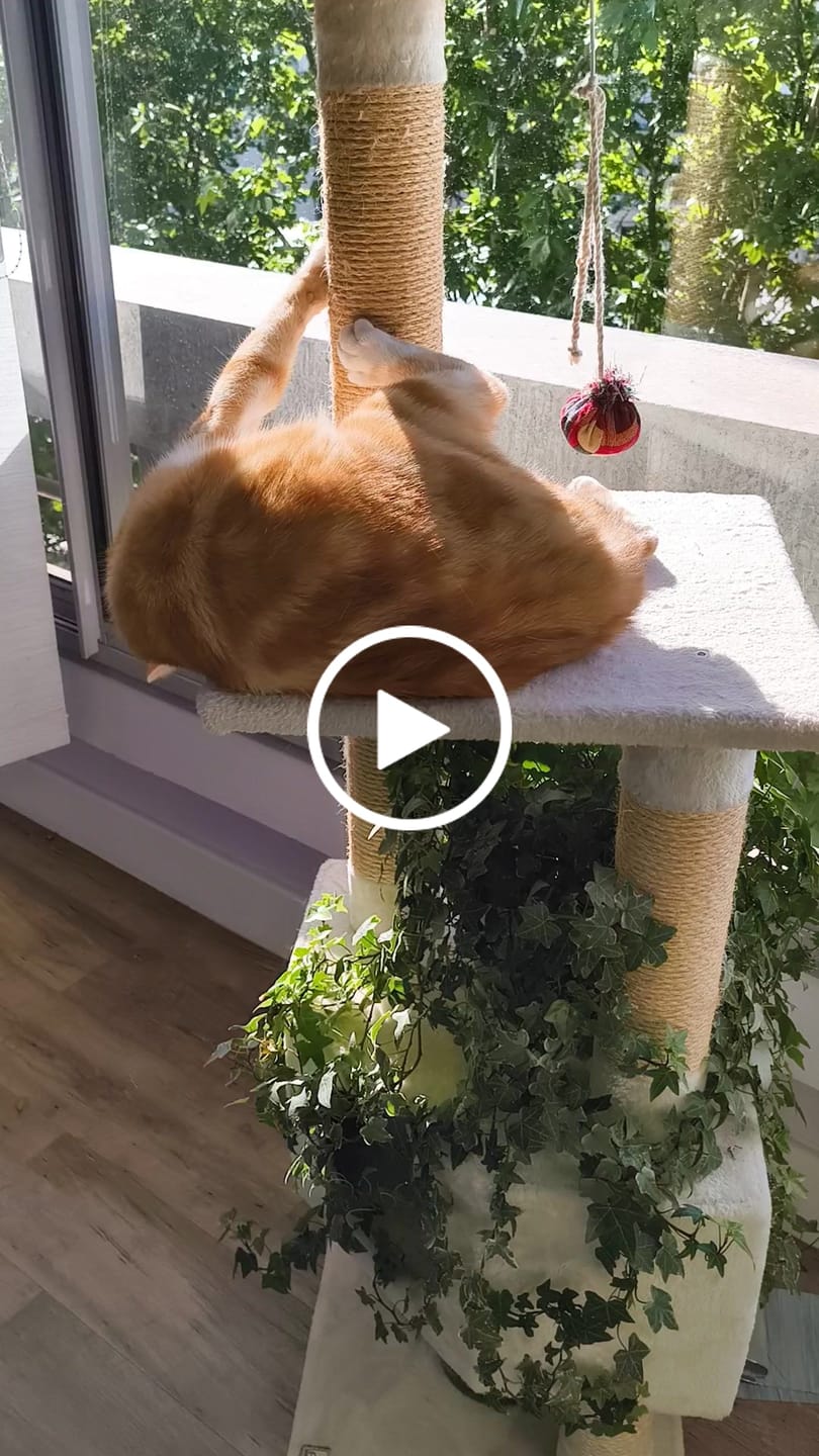 Customer video review of Effilés au saumon, ananas & cranberries (chat stérilisé et chat adulte)