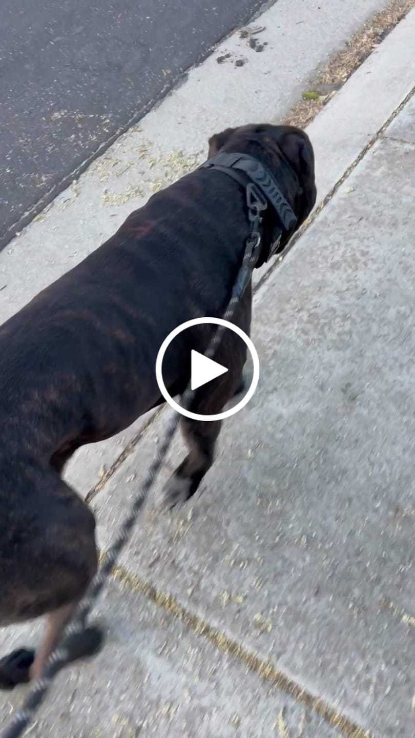 Customer video review of 2.5" ProGuard Collar
