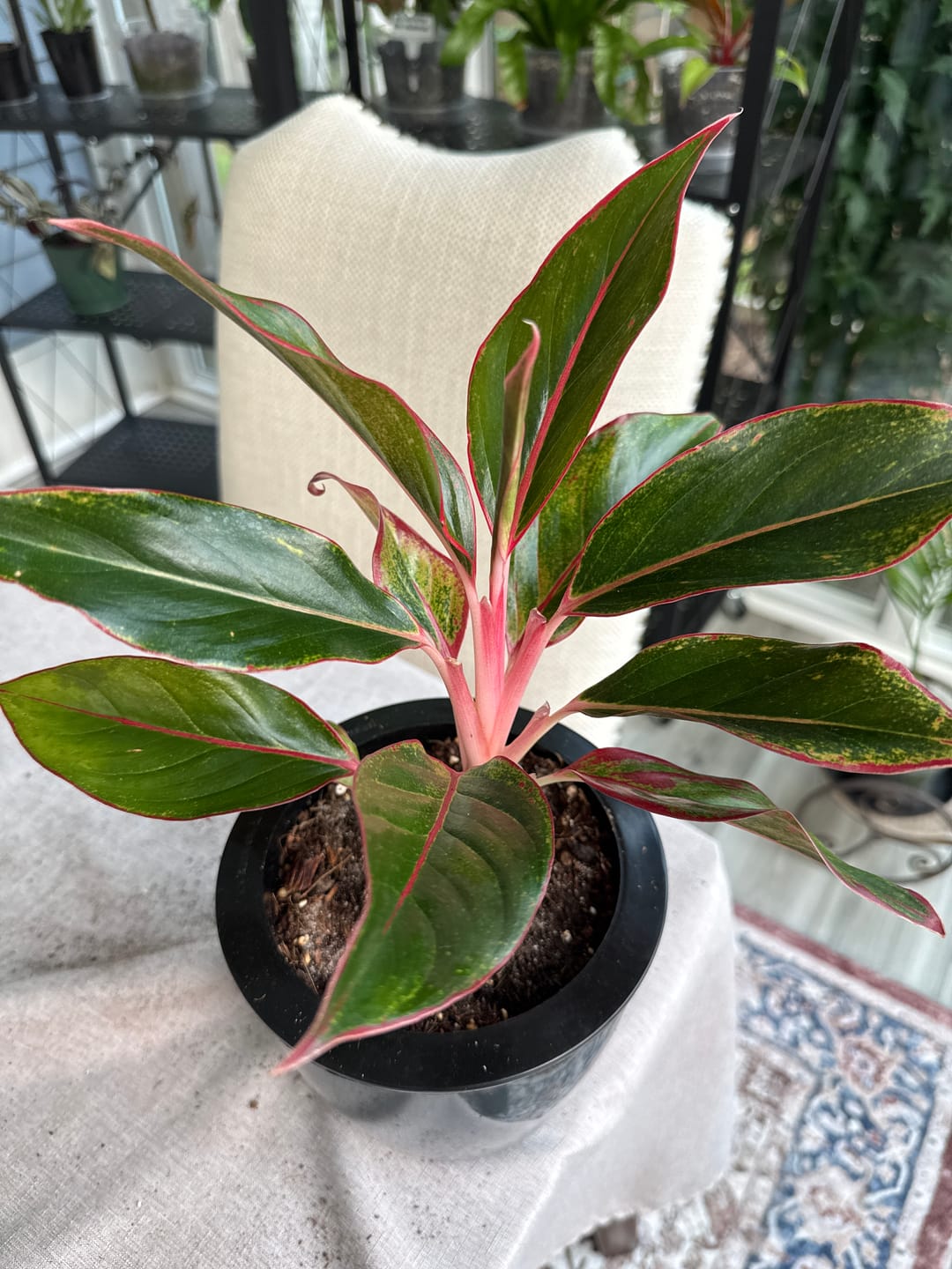 Customer photo review of Aglaonema 'Jasper Jones'