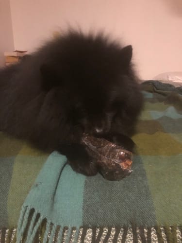 Customer photo review of Australian Kangaroo Tail