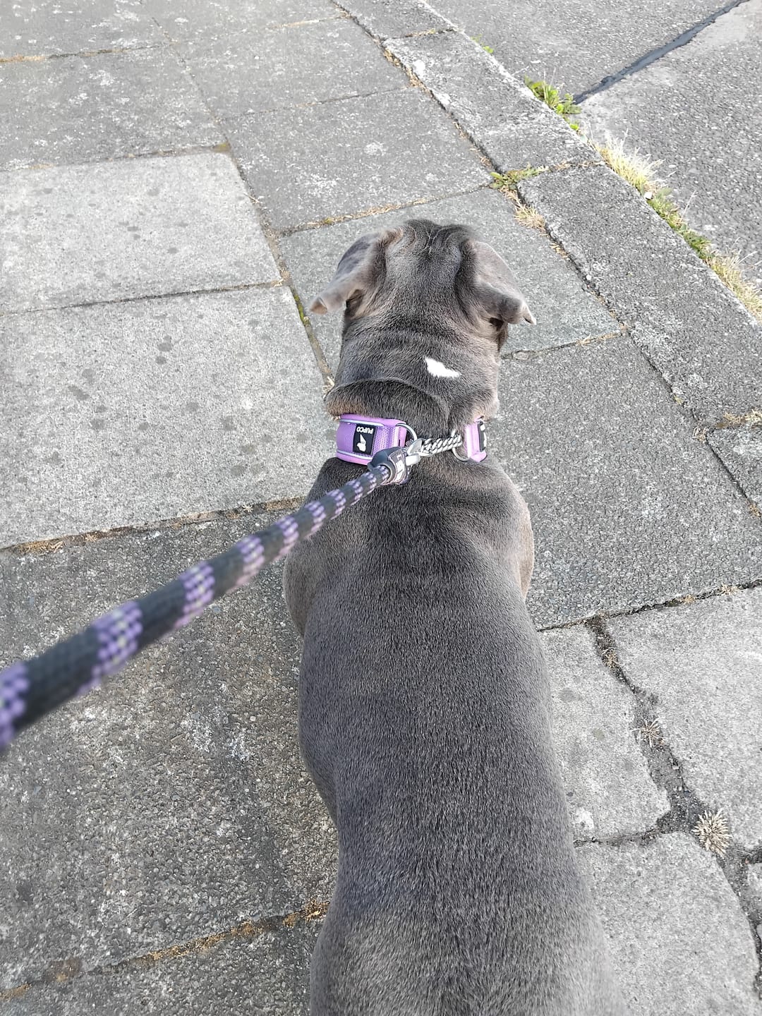 Customer photo review of Martingale collar - Purple