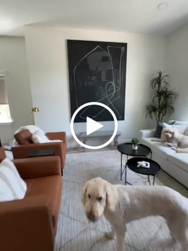 Customer video review of Black Abstract Painting #ABAV330