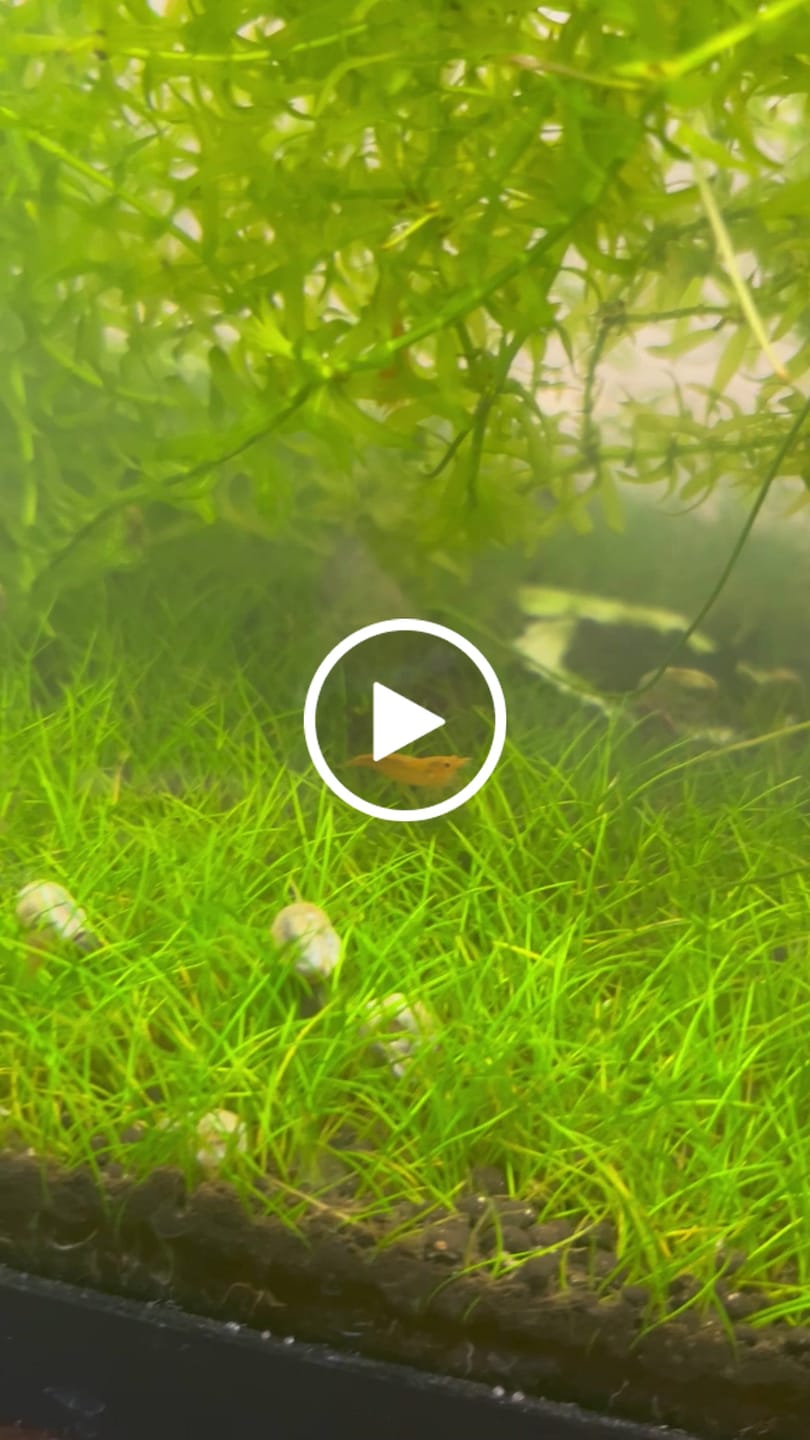 Customer video review of Neon Yellow Shrimp "NEW"