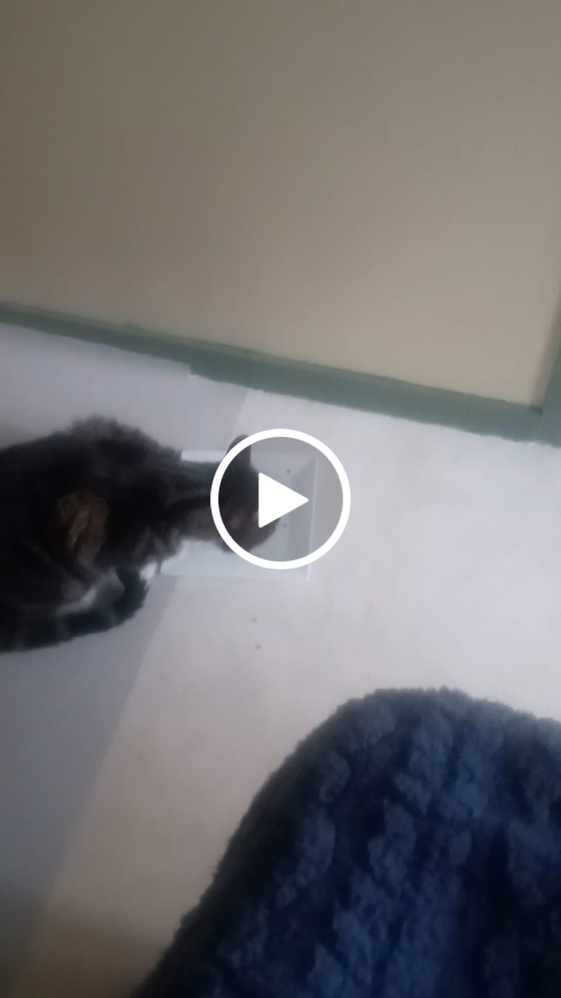 Customer video review of Effilés au poulet, courges & agrumes (chat stérilisé et chat adulte)