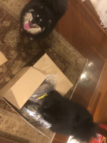 Customer photo review of Shark Tails (Assorted tails & tips)