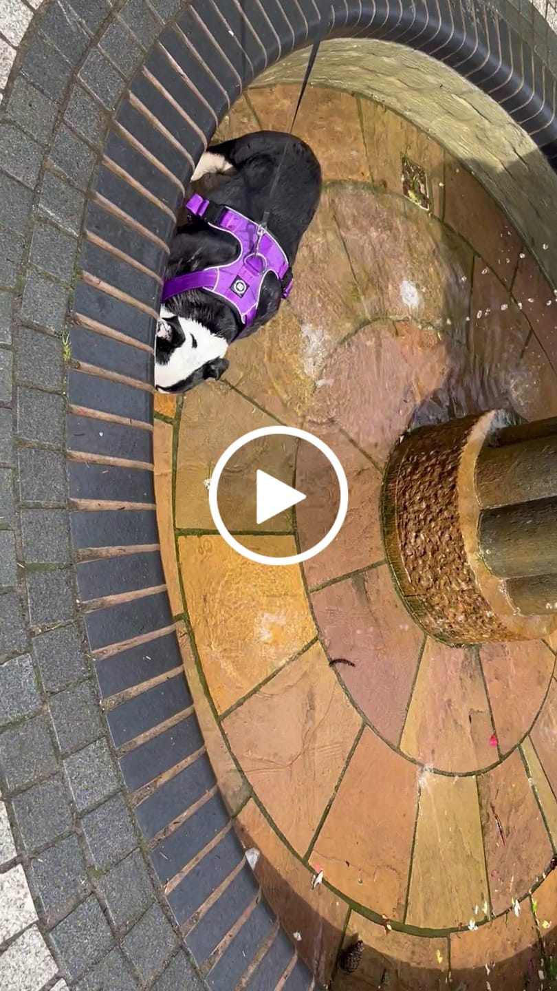 Customer video review of Comfort Premium Harness | Non Restrictive - Purple