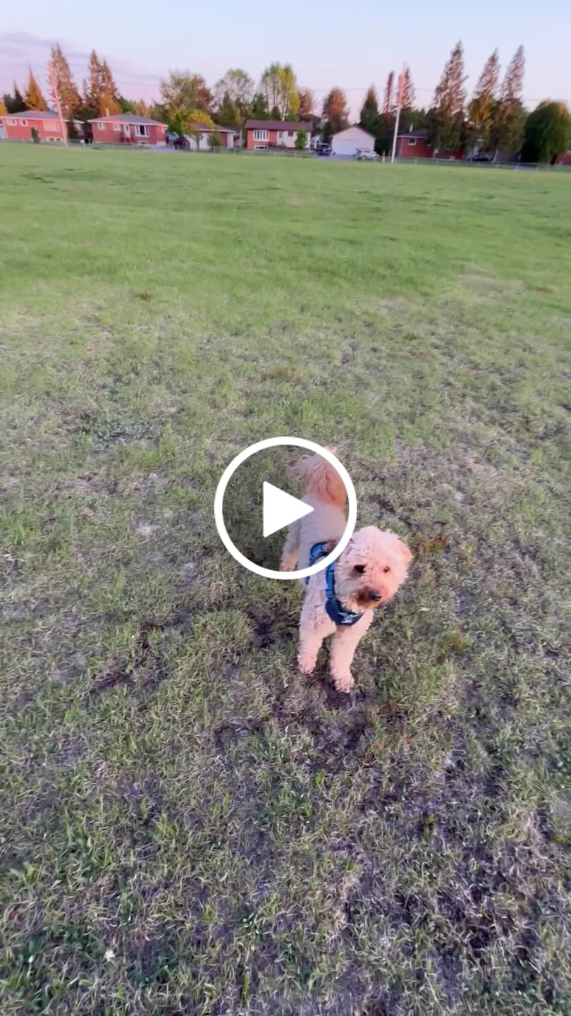 Customer video review of Solace Adjustable Dog Harness
